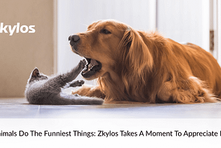 Animals Do The Funniest Things: Zkylos Takes A Moment To Appreciate Pets