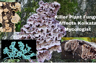Killer Plant Fungus Crosses Over to Humans: Kolkata Mycologist Infected in First Documented Case