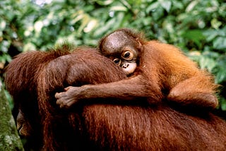 Orangutans: The Fight Against Extinction