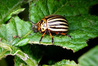 How to Get Rid of 5 Common Garden Pests
