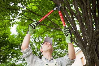 Why Tree Pruning and Trimming Services are Important — A Complete Guide!!!