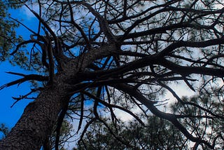 Looking up from the base of an old pine tree to view blue and white sky above the spray of limbs