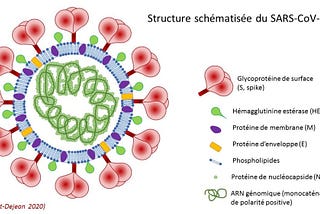 Coronavirus-Briefly Explained