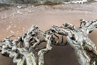 Seashore with low waves coming in and roots of a matured tree above the sand