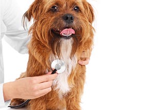New England Goldens helps families find healthy, well-bred Golden Retrievers