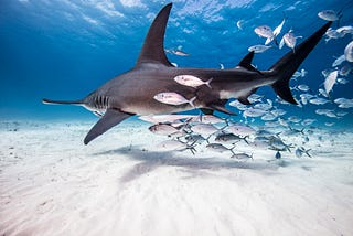 A Bahamian Lens on Marine Conservation