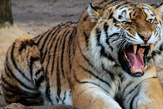 A tiger with it’s mouth open, roaring