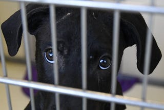 Shelter Transformation in Tennessee