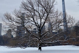 Snow In Central Park