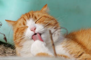 Common to Strange Cat Behaviors to Know About