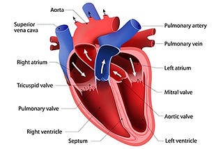 Heart