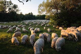 Wednesday on the Nyárád