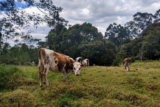 Want to Move To The Colombian Countryside? Start Here