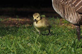 A fluffy gosling walks on green grass with part of its parent’s body visible next to it.