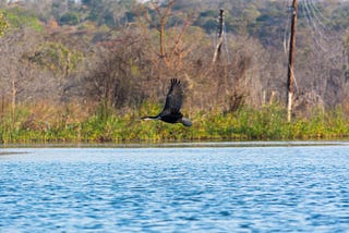 The Birds of Nkwashi