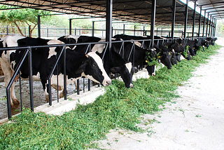 Profitability of dairy industry in India