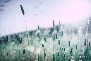 cat tail plant field photo