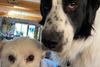 The Pet Food Revolution: What is your dog eating?