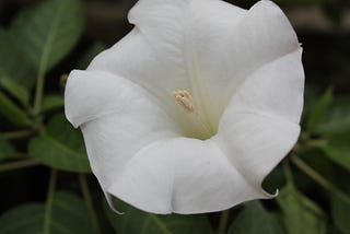 White datura blossom