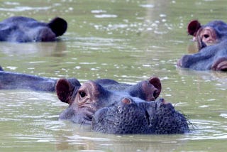 Putting the Hip in Hippo