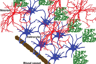 Astrocytes: The Central Nervous System Cells That Outnumber Neurons
