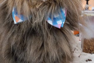 Hermione Granger is a black, brown and beige striped Maine coon cat wearing her spring bowtie while she hangs out waiting for breakfast
