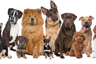 Dog Breed recognition using Deep Learning
