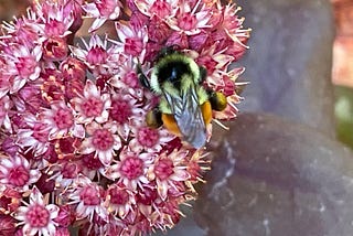 The First Steps of Putting in a Pollinator Garden