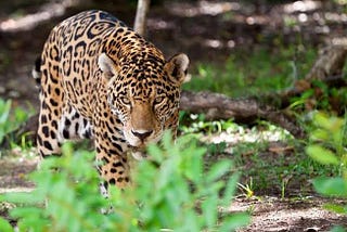 Walk like a Jaguar: One Step Intuition. One step Reason