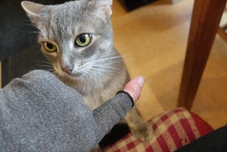 Caturday with Shadow