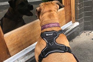Gracie, a reddish-brown pit bull wearing a pink collar and black harness, stares at her reflection in a shop window.