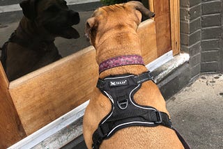 Gracie, a reddish-brown pit bull wearing a pink collar and black harness, stares at her reflection in a shop window.