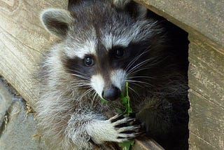 How Do Remove Raccoons From The Wall Cavity