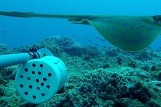 Sharks and Rays Indicate Ecosystem Health in Mozambique