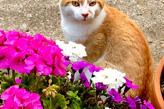 Picture of an orange and white cat sitting next to a pot of flowers