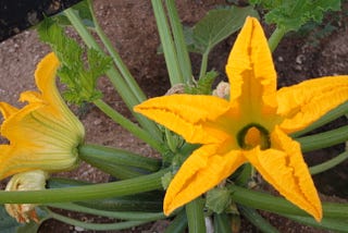 The Delectable Squash Blossoms