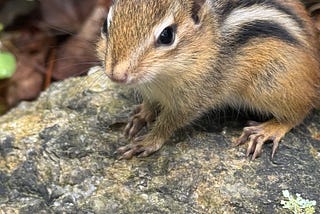 Young astern chipmunk