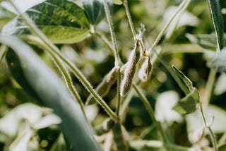 A golden opportunity in the soybean market