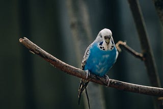 BUDGIES IN SPACE