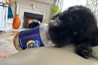Budgeting for Pets