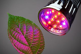 An LED light bulb shining light on a leaf