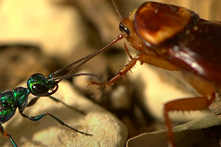 Zombie cockroaches and the crazy lifecycle of jewel wasps