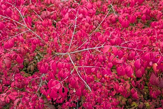 The Adventures of the Vet Nurse, Continued