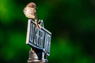 Nature Photography Can Be a Grave Pastime