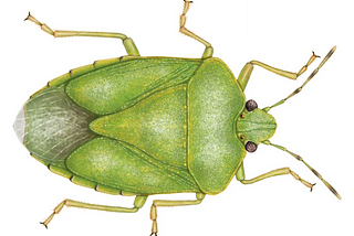 Sonnet to Winterworn Stink Bugs