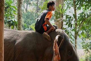 an elephant walking with a rider on a tropical jungle sanctuary