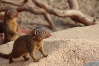A mongoose, proud and on the alert.