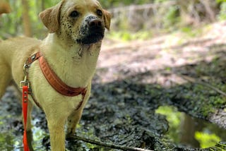 A tawny gold mutt walking through a mud puddle, with a muddy snout/face.