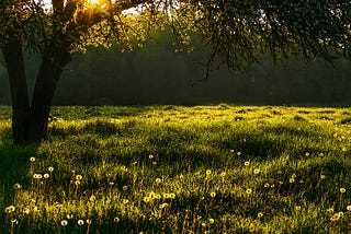 Spring’s Step — Meadow, Grass, Beautiful flowers image