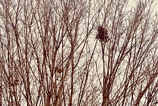 Top of a now leafless Silver Maple tree showing two large nests remaining in the tree, one squirrel nest, one bird nest.